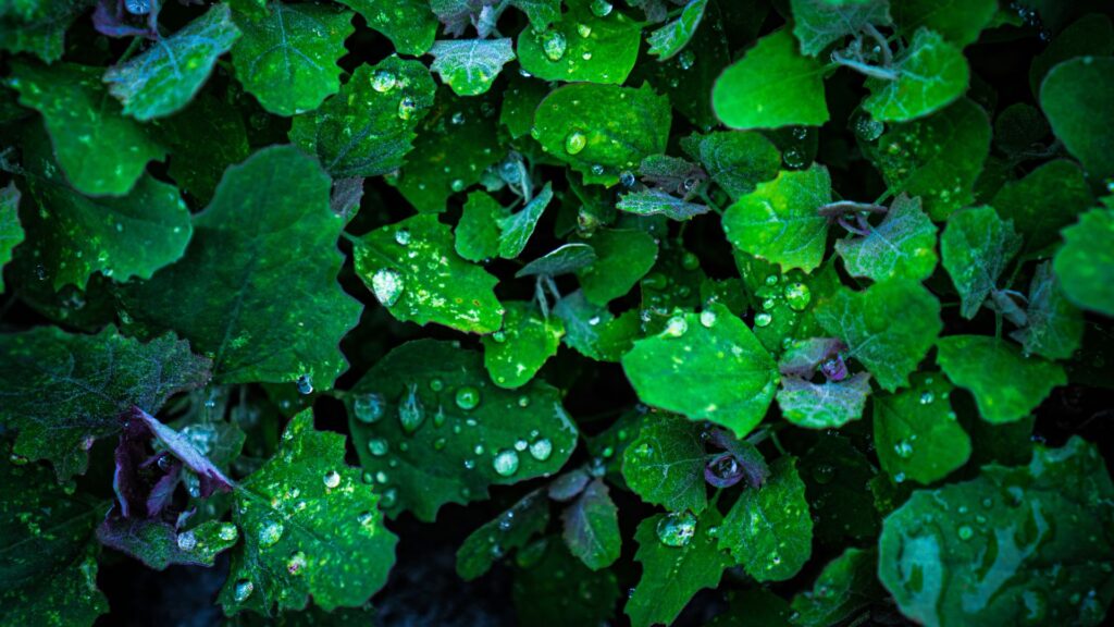 light green leaves symbolizing calm and renewal