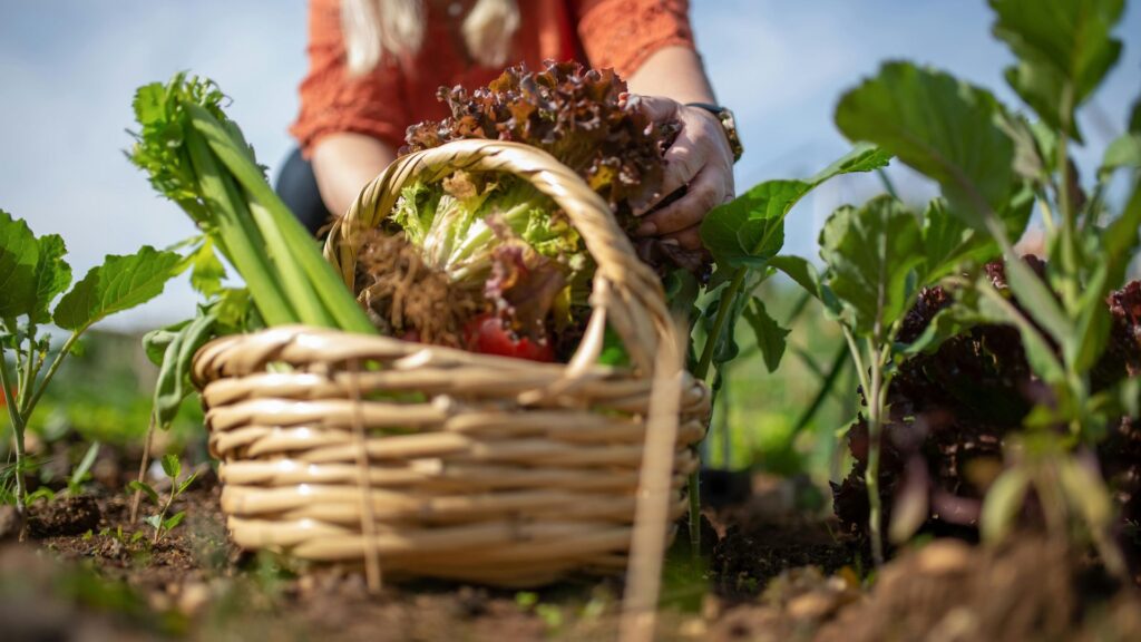 eco friendly green lifestyle