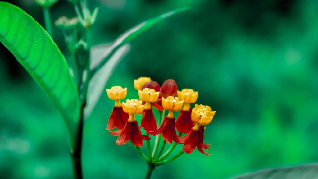 light green leaves symbolizing calm and renewal