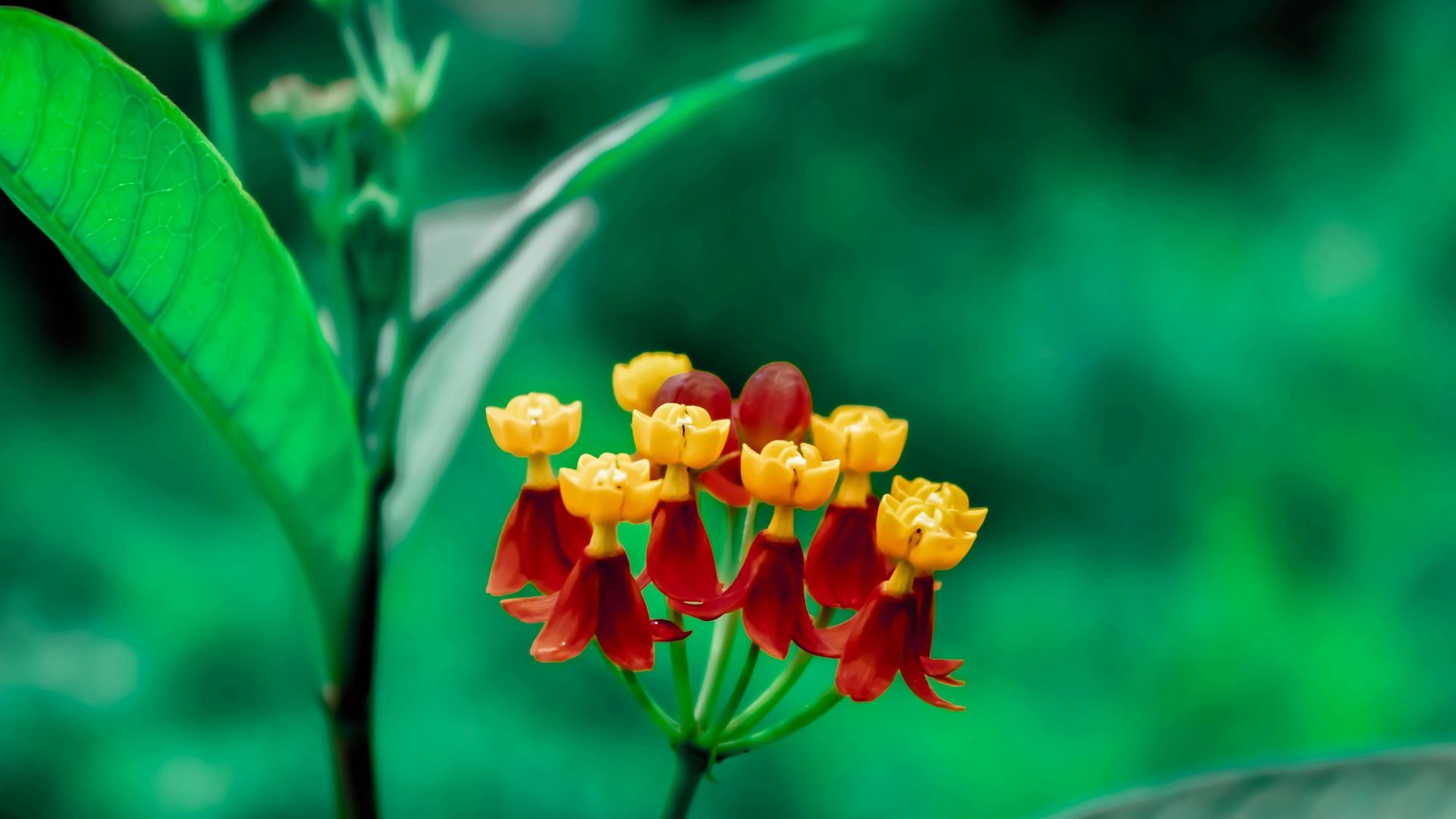 light green leaves symbolizing calm and renewal