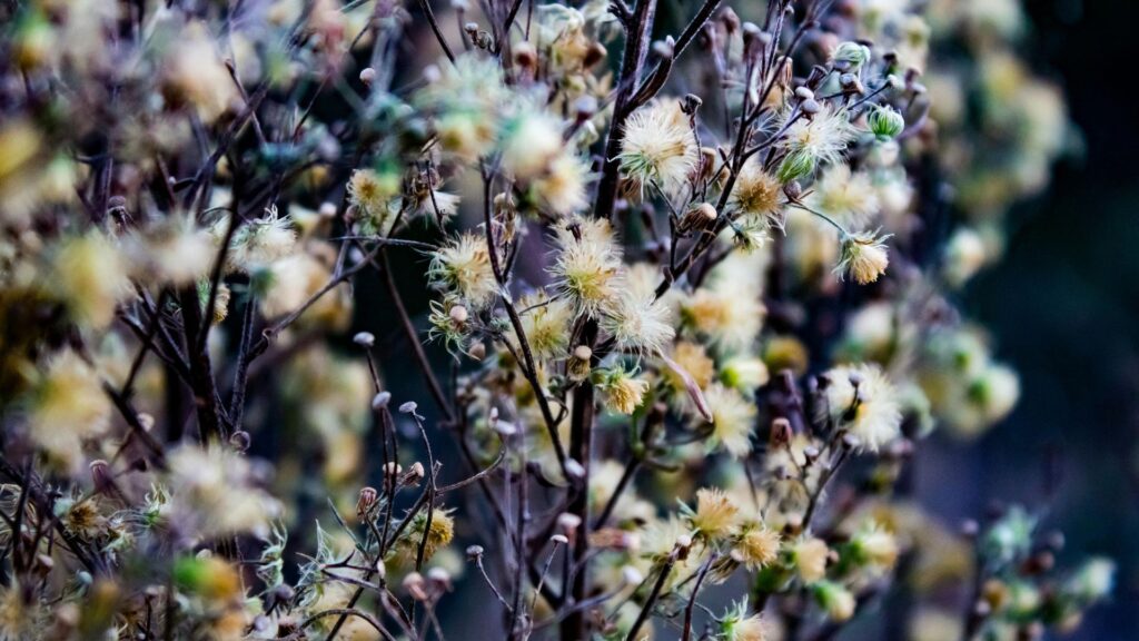 new green leaves spring