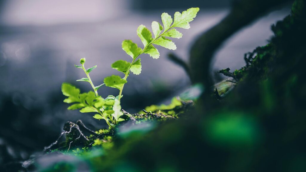 new green leaves spring