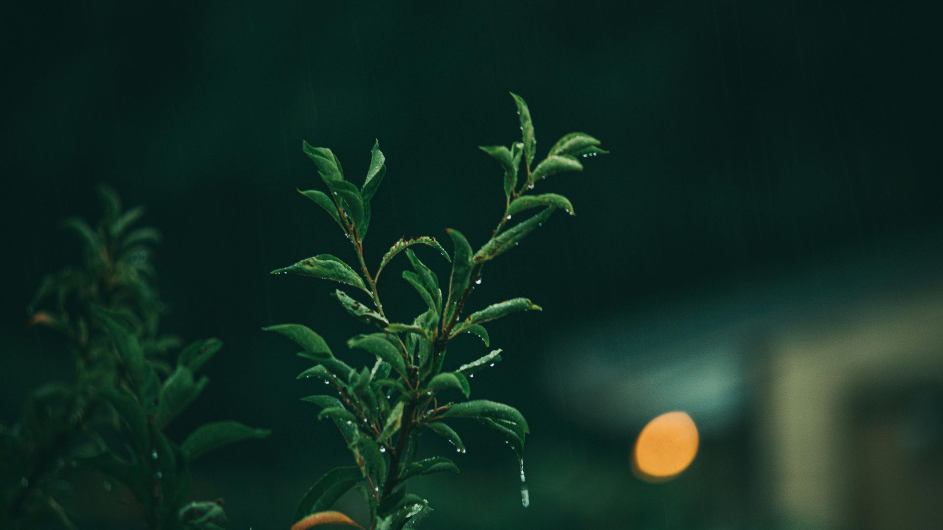 Dark green interior and fashion aesthetic